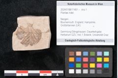 Foto (Objekt + Etikett) von Plantae indet.  (NHMW-GEO-2024-0188-11461)